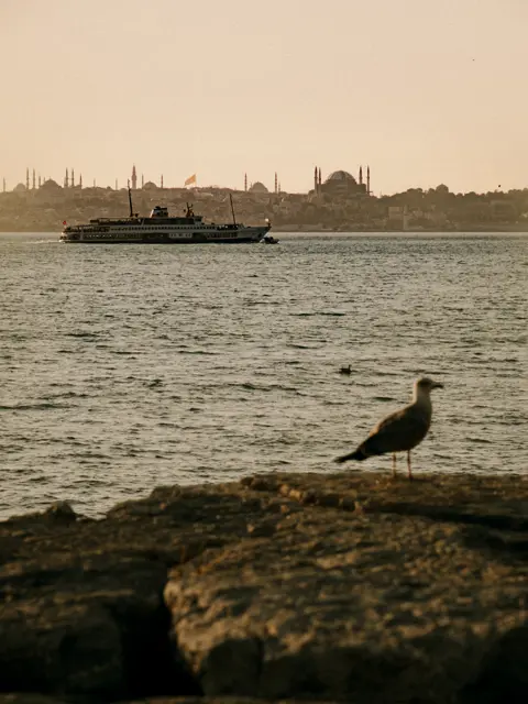 A seagull on a rock with a ferry and a mosque skyline behind