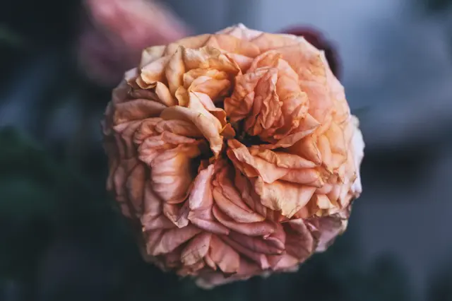 A faded rose against a dark blue background